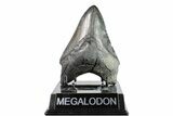 Serrated, Fossil Megalodon Tooth - South Carolina #154182-1